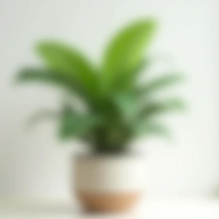 Calathea Ornata (Risca de Giz) em vaso moderno.