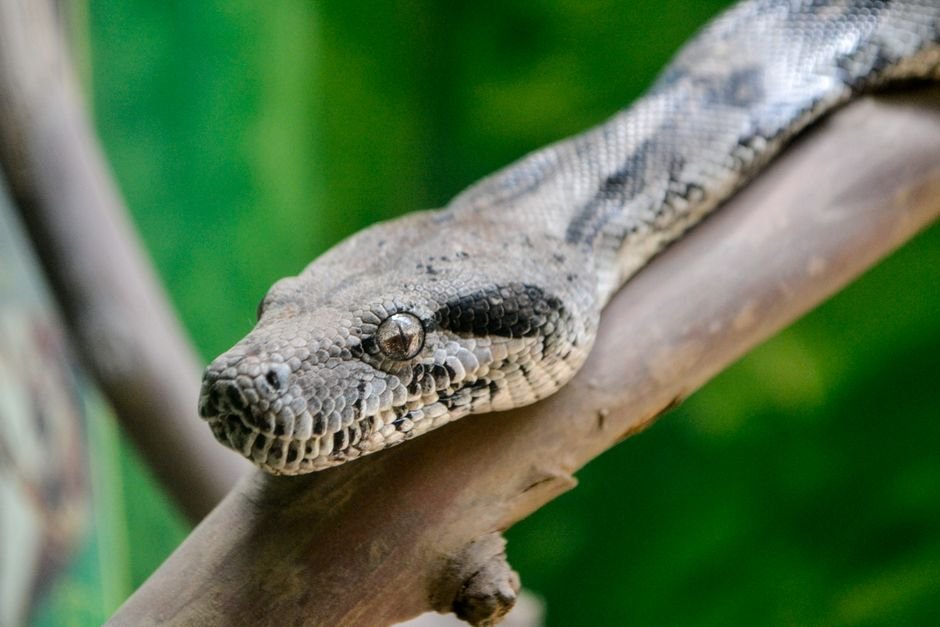 Aparador em formato de cobra ou minhoca