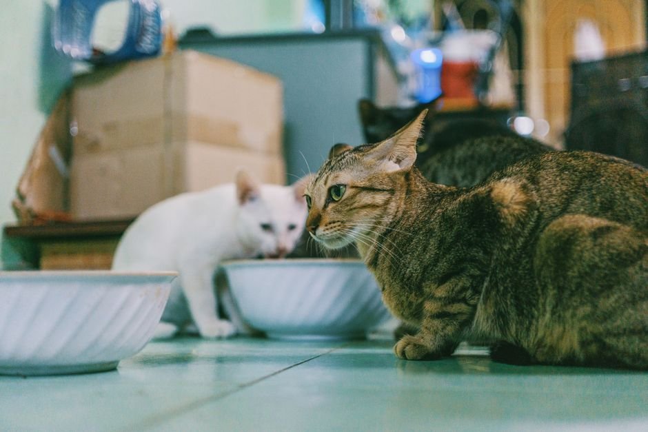 Longe da comida e da água